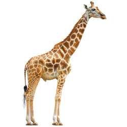 Majestic giraffe standing tall on white background - yliv