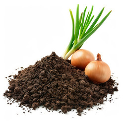 Ripe onions with green sprouts growing out of a pile of rich dark soil - yliv
