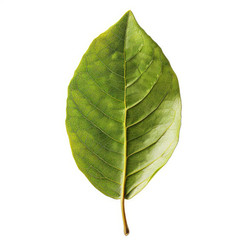 студийный снимок зеленого листа, выделенного на белом фоне, подчеркивающий его сложную структуру прожилок - yliv