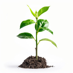 Young plant growing in soil on white background - yliv