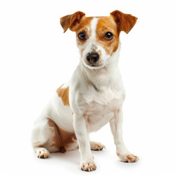 Adorable jack russell terrier sitting calmly and posing for a portrait against a clean white backdrop - yliv