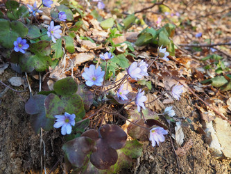 Hepatica transsilvanica, большая голубая печеночница, многолетнее травянистое цветущее растение рода Hepatica, произрастающее в Карпатских горах Румынии. Лютиковые семейства Ranunculaceae. Весна на Балканах - Karjalainen