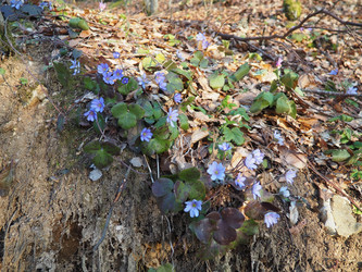 Hepatica transsilvanica, большая голубая печеночница, многолетнее травянистое цветущее растение рода Hepatica, произрастающее в Карпатских горах Румынии. Лютиковые семейства Ranunculaceae. Весна на Балканах - Karjalainen