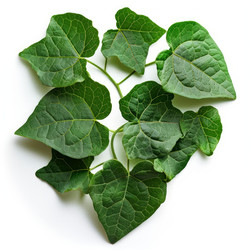 Green leaves forming a heart shape, symbolizing environmental awareness - yliv