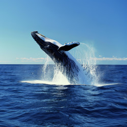 Humpback whale breaching out of the ocean on a sunny day - yliv