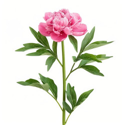 Beautiful pink peony blooming, showing green leaves and stem, isolated on white background - yliv