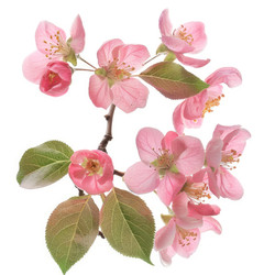 Branch of an apple tree with pink flowers blooming in spring - yliv