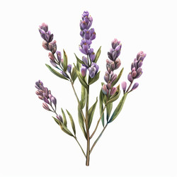Blooming lavender flowers creating a relaxing atmosphere - yliv