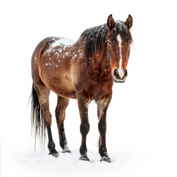 Bay horse standing in snowy field on white background, winter scene - yliv