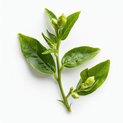 Branch with green tea leaves and buds is lying on a white surface - yliv