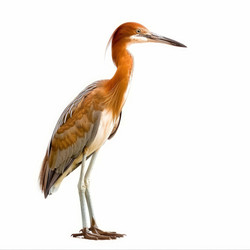 Squacco heron standing, isolated on white background - yliv