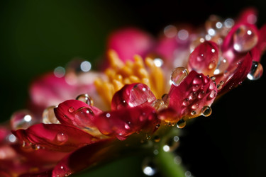 Dewdrops macro flower. Vibrant freshness blossom covered with water droplets. Generate ai - yliv