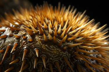 Closeup sea urchin. Detailed and extraordinary animal with prickly spikes. Generate AI - yliv