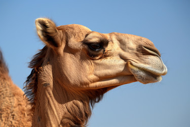 Camel standing under blue sky in the desert - yliv