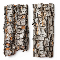 Two pieces of tree bark showing natural textures on white background - yliv