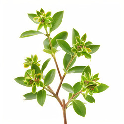 Myrtle branch with green leaves and flower buds growing on white background - yliv