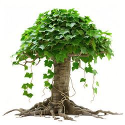 Small bonsai tree covered by thick green ivy, symbolizing resilience and harmony between nature and cultivation - yliv