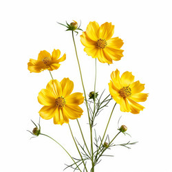 Beautiful bouquet of yellow cosmos flowers with thin green stems and buds blooming on a pure white background - yliv