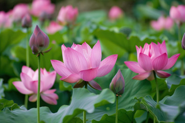Pink lotus flowers are blooming in the pond surrounded by green leaves - yliv