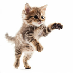 игривый котенок поднимает лапу на белом фоне - yliv