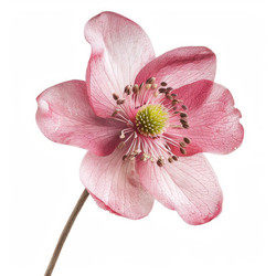 Pink hellebore flower blooming on white background - yliv