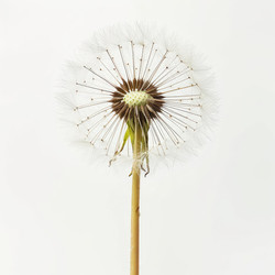 Dandelion seed head showing its intricate structure on white background - yliv