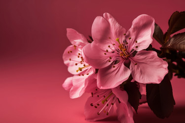 Cherry blossom on pink background. Japan sakura blooming flowers branch. Generate ai - yliv