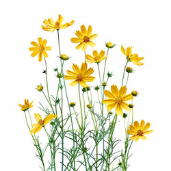 Желтые цветы cosmos sulphureus, растущие на белом фоне - yliv
