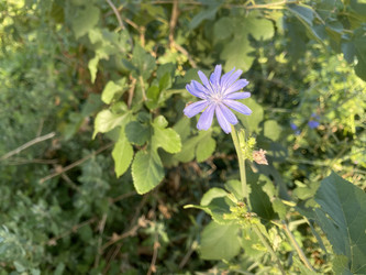Cichorium intybus, цикорий обыкновенный, голубой цветок в саду - Milla_Zelenyuk
