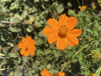 Оранжевый космический цветок в саду. (Cosmos Bipinnatus) - Milla_Zelenyuk