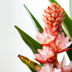 Pink and orange bracts of a shampoo ginger flower - zingiber zerumbet - with green leaves on a white background - yliv