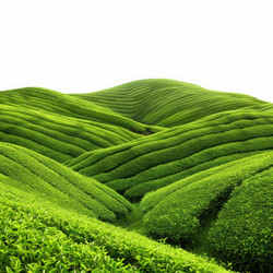 Stunning landscape of a green tea plantation covering rolling hills - yliv