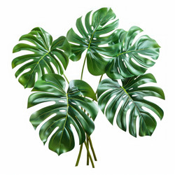 Vibrant green monstera deliciosa leaves forming an elegant bouquet - yliv