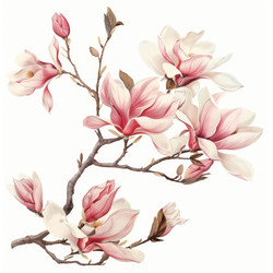 Beautiful pink magnolia flowers blooming on a branch against a clean white backdrop, creating a serene and elegant botanical illustration - yliv