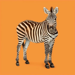 Zebra standing on orange background, full length portrait - yliv