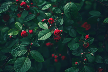 Red roses blooming on bush with lush green leaves in a garden during spring - yliv