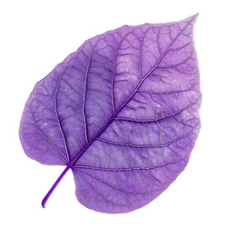 Vibrant purple leaf showing intricate vein structure on white background - yliv