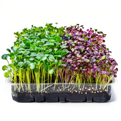 Microgreens growing in tray on white background - yliv