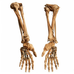 Real human skeleton arms showing radius ulna carpals metacarpals and phalanges - yliv
