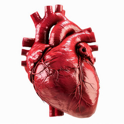 Highly detailed 3d rendering of a human heart, showcasing its intricate structure and vital role in the circulatory system - yliv