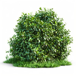 Round bush growing on grass patch isolated on white background - yliv