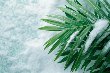 Green palm leaves covered with snow on blurred background - yliv