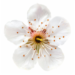 White spring blossom blooming on white background - yliv