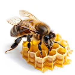 Европейская медоносная пчела - apis mellifera - стоит на сотах, создает мед, выделенный на белом фоне - yliv