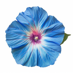 Heavenly blue morning glory blooming elegantly on white background - yliv