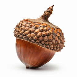 Studio shot of an acorn with its cap, showcasing its natural texture and form - yliv