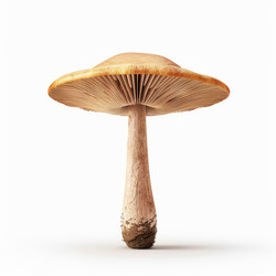 Mushroom standing tall on white background showing gills and stem - yliv