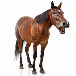 Chestnut horse neighing while standing on a white background - yliv