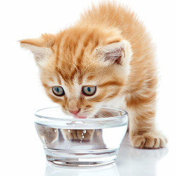 Ginger kitten drinking water from glass bowl on white background - yliv
