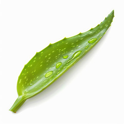 Single fresh aloe vera leaf with water drops isolated on white background, promoting natural skincare and medicinal properties - yliv